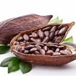 cocao bean