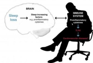 sleep deprivation and cardiovascular disease